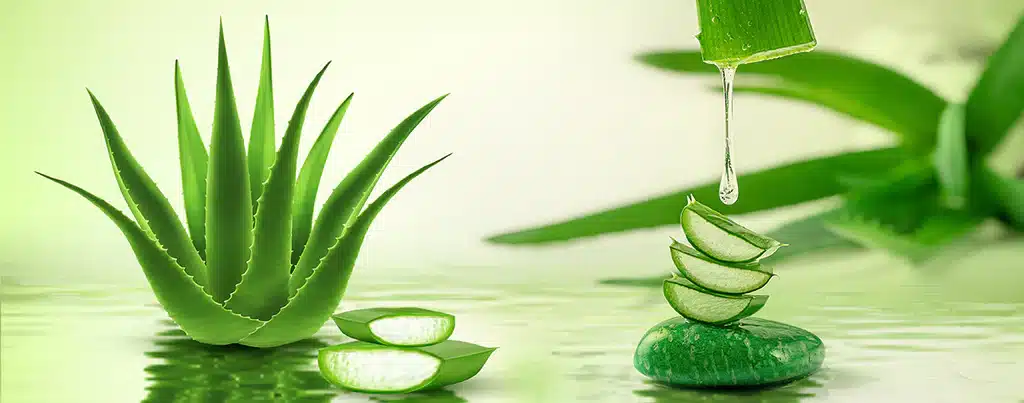 A Pathway to Optimal Well-being – Ultimate Aloe Vera Detox Guide!