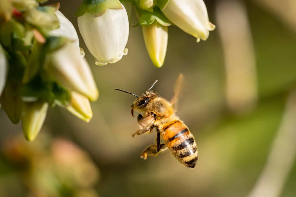 The Symbiotic Relationship Between Bee Health And Pollen Harvesting