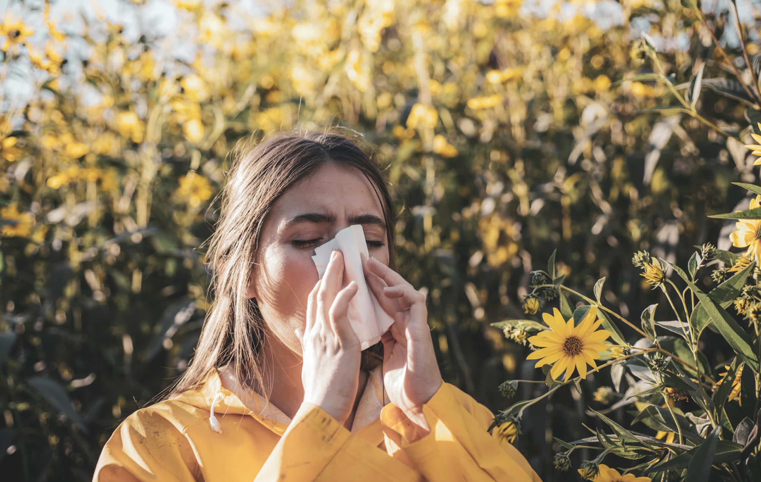 Goldenrod and Allergies The Ultimate Guide natural remedy insider