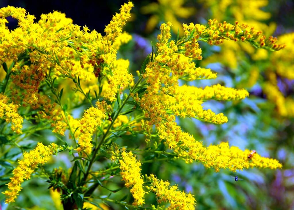 goldenrod and allergies
