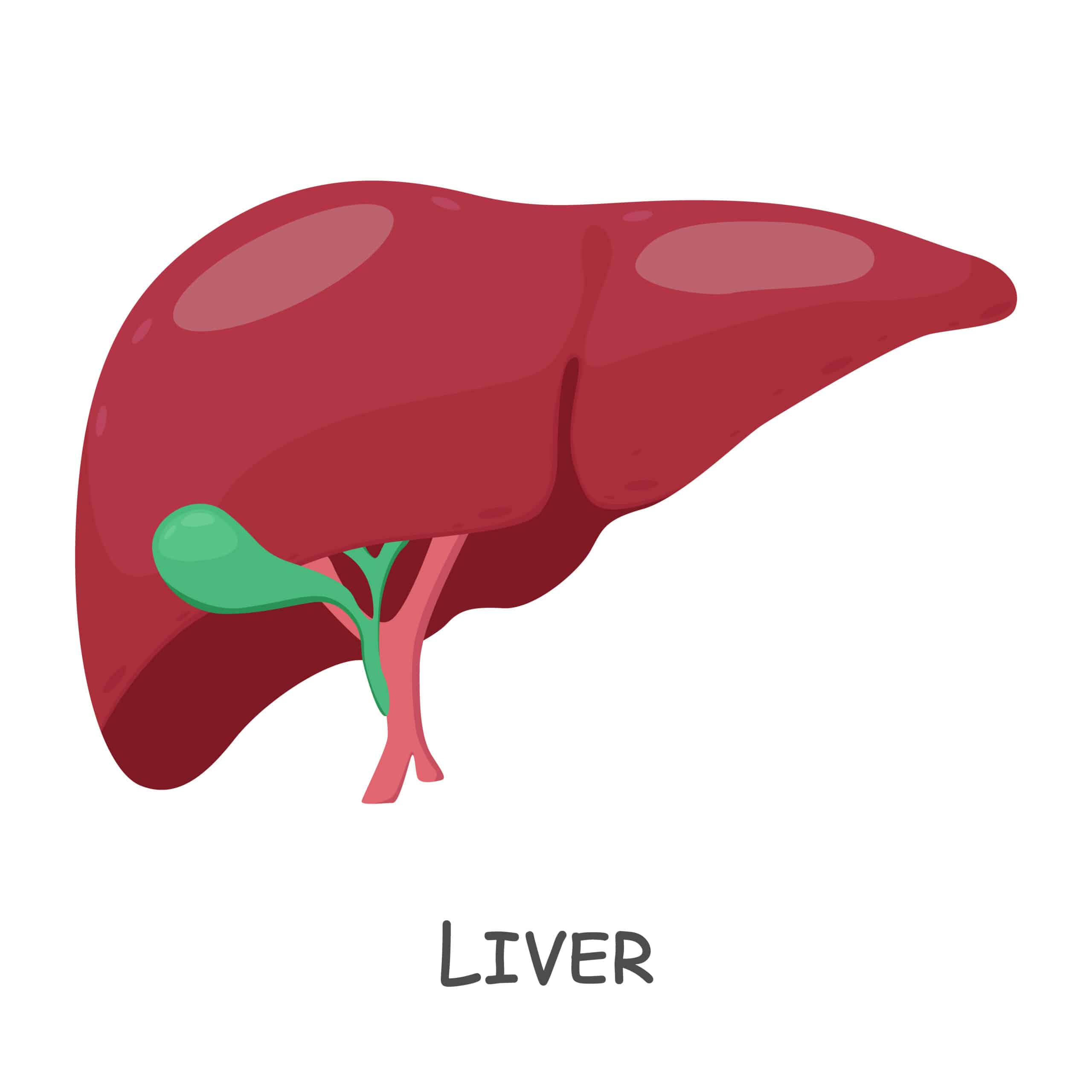 choline liver