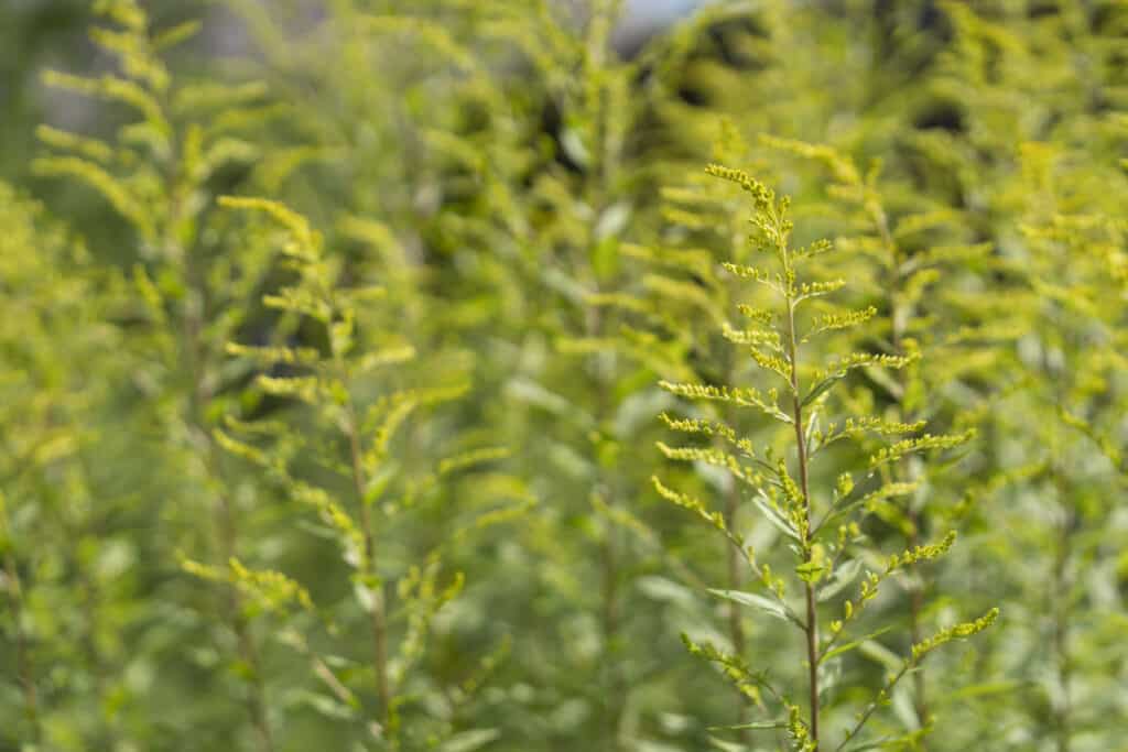 goldenrod vs ragweed