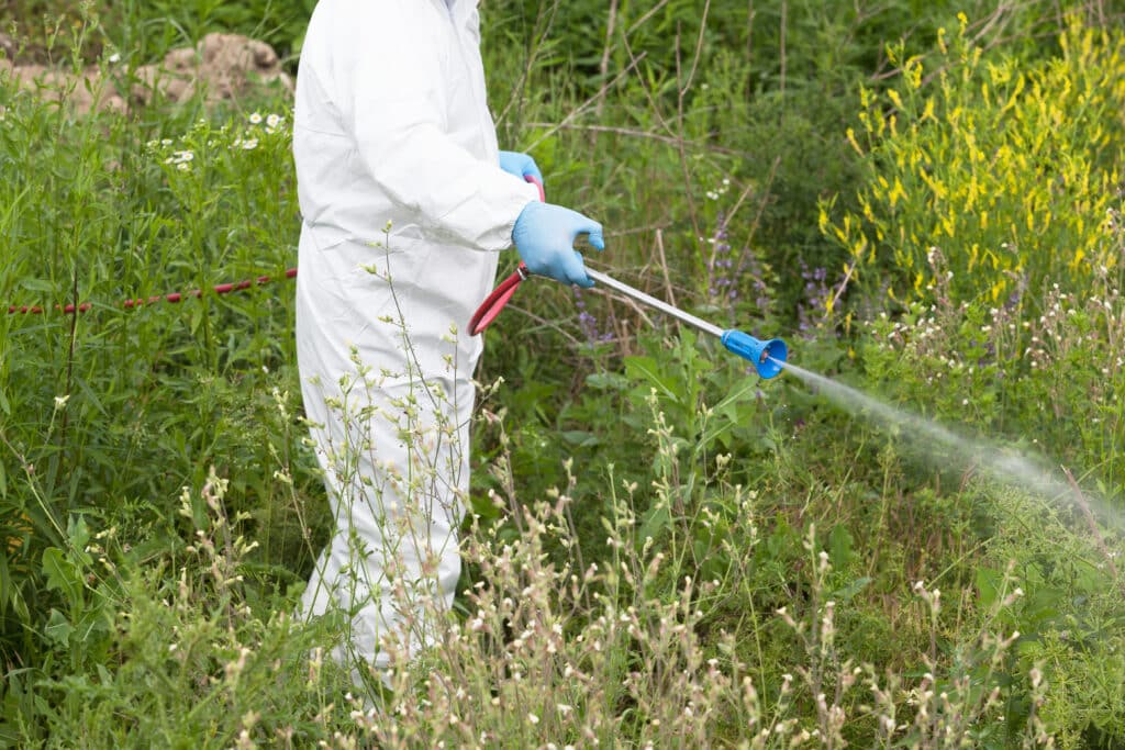 goldenrod vs ragweed