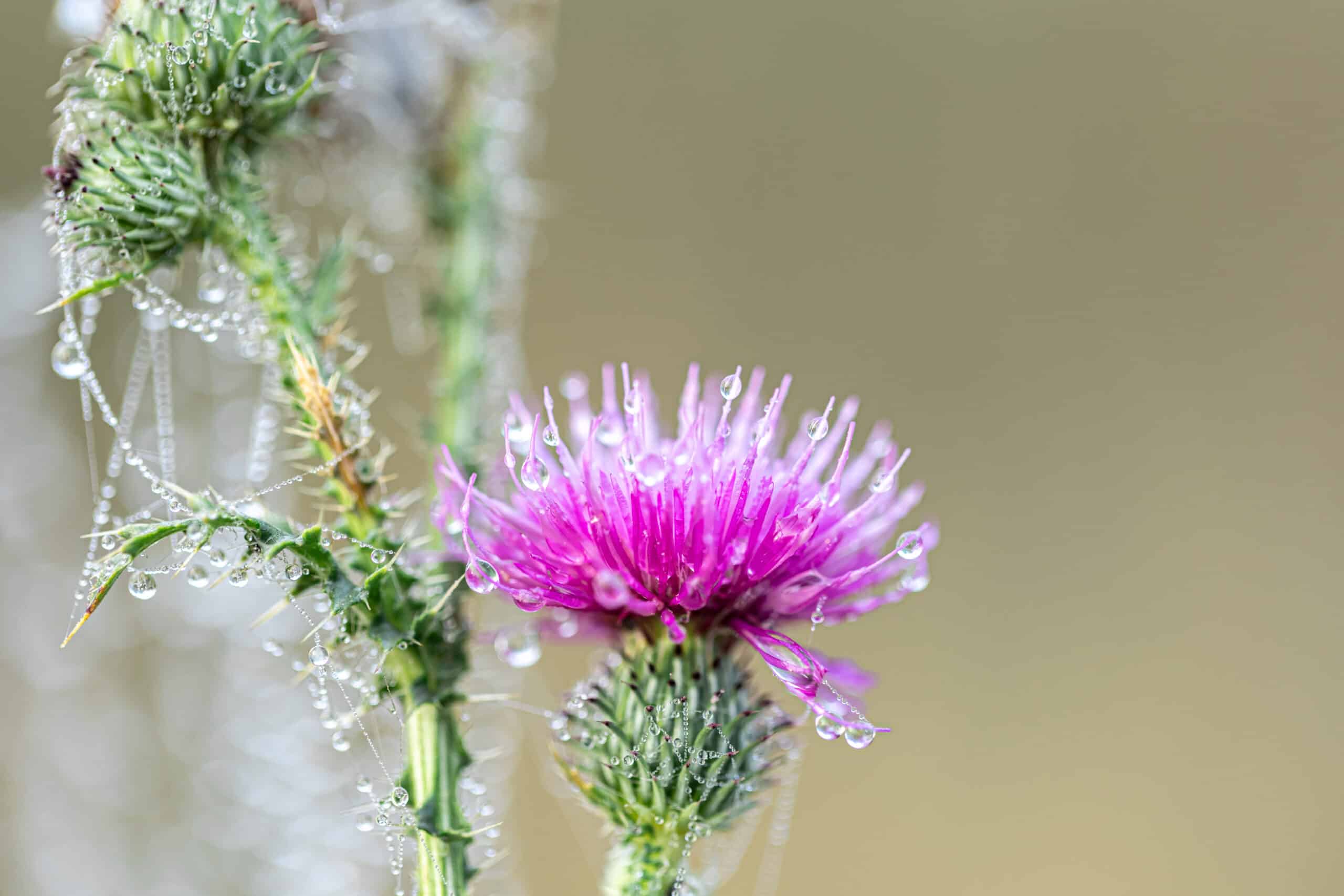 side effects of milk thistle